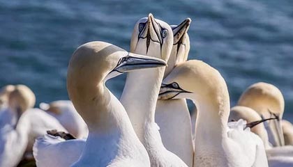 B体育官网_传奇与新星：如何在球队中找到平衡