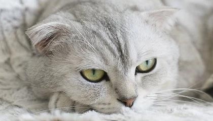 B体育官网_勇士普尔40分，击败国王，勇士球员普洱