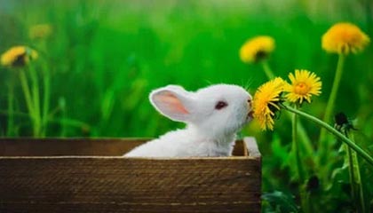 B体育_ “AI与体育数据的结合：揭示投注的趋势与秘密”，bc体育网